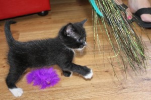 Bentley playing