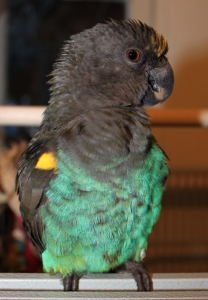 Mickaboo-Companion-Bird-Rescue